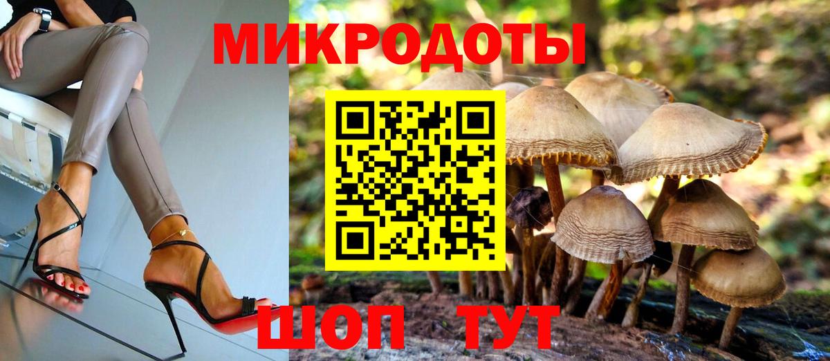 Галлюциногенные грибы Psilocybe Будённовск